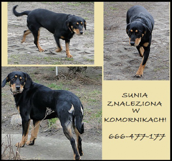 Znaleziono młodą sunię- Komorniki